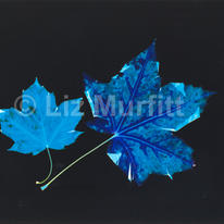 Leaves