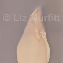 Pear (sunprint)