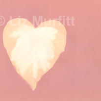 Pink Heart