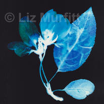 Tree Blossom