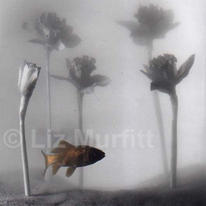 Goldfish