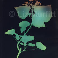 Ivy 1