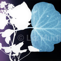 Ivy 2