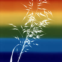 Rainbow Grass