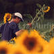 Cutting sunflowers