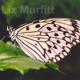 Tree Nymph