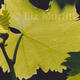 Backlit Leaves