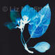 Tree Blossom | £115 | | limited edition photogram Tree Blossom