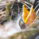 Young Thrush | £55 | | photograph Young Thrush