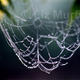 Cobweb | £55 | | photograph Cobweb