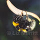 White Tailed Bumble… | £55 | | photograph White Tailed Bumble…