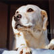 Dog | £55 | | photograph Dog