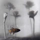 Goldfish