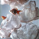 Untitled (Fish & Underwear)