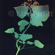 Ivy 1