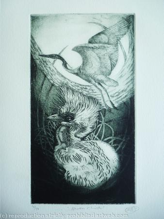 Heron Chick