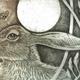 hare