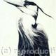 Heron