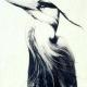Heron