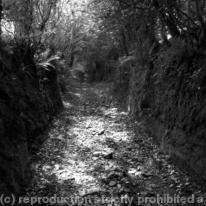 Lane