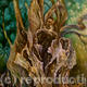 Heart of the Yew