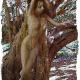 Yew nymph