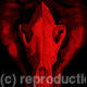 darkwolves logo