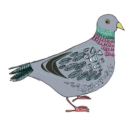 pigeon