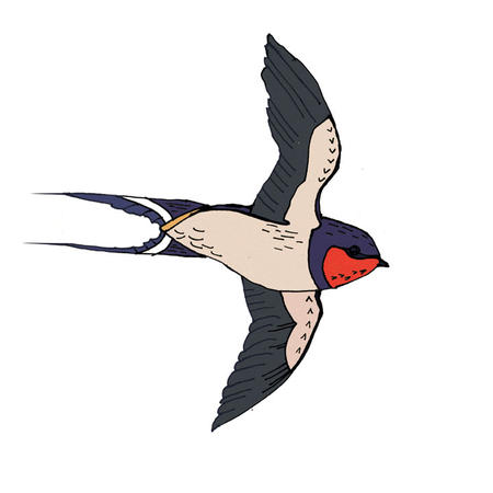 swallow