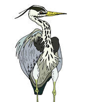 hidden heron