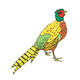 pheasant