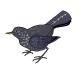 blackbird