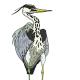 heron