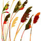 grasses