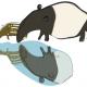 tapir image no. 2