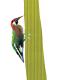woodpecker