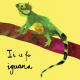 i is for iguana