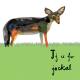 j is for jackal