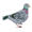 pigeon