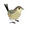 wren