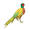 pheasant