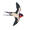 swallow
