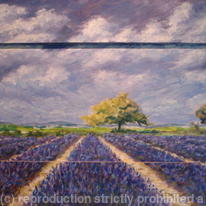 Lavender at Tuscany (2009) #44