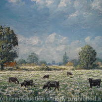 Beautiful Black Angus in Field of White