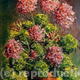 Geraniums (2006) #29…