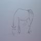 Horse drawn (5)