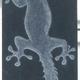 Gekko
