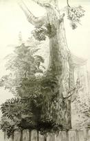 View of the Tree From My Window
