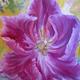 tulip | £150 | | oils on canvas tulip