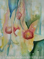 Jolly Daffs